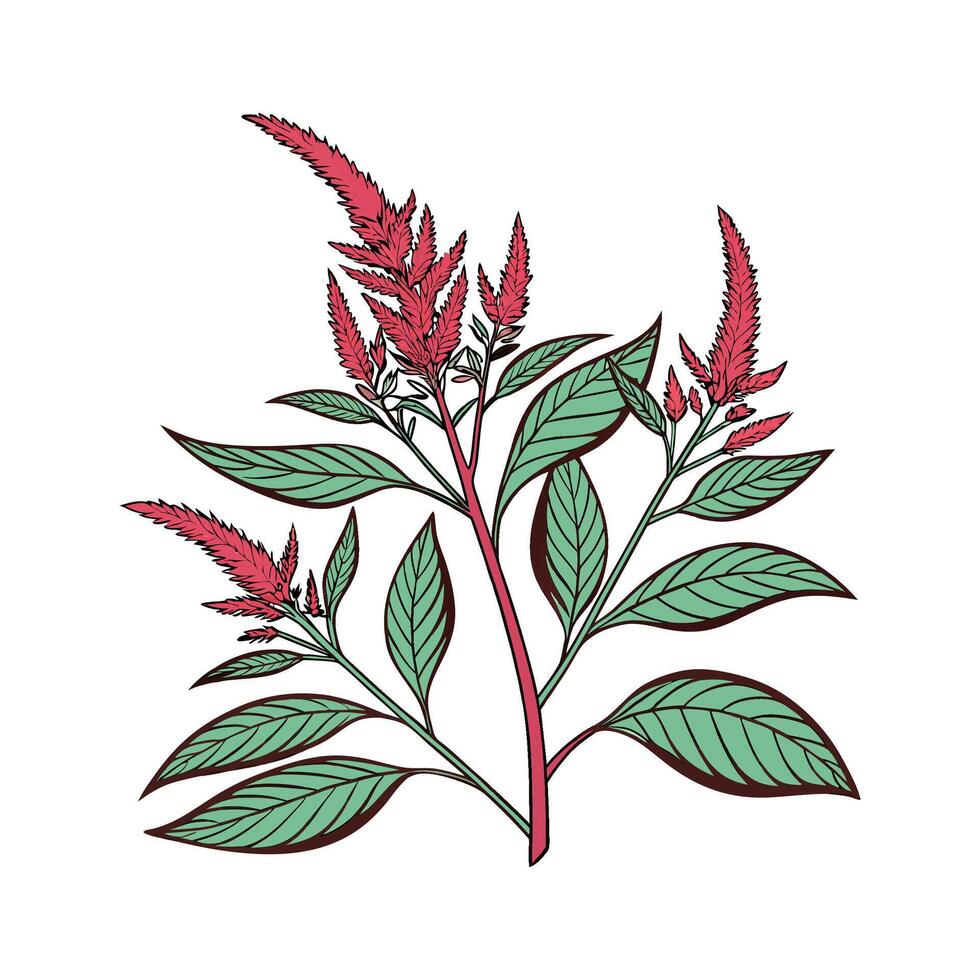 Beautiful Amaranth Plant Illustration Design vector