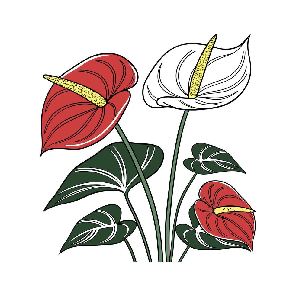 Elegant Anthurium Andraeanum Design. vector