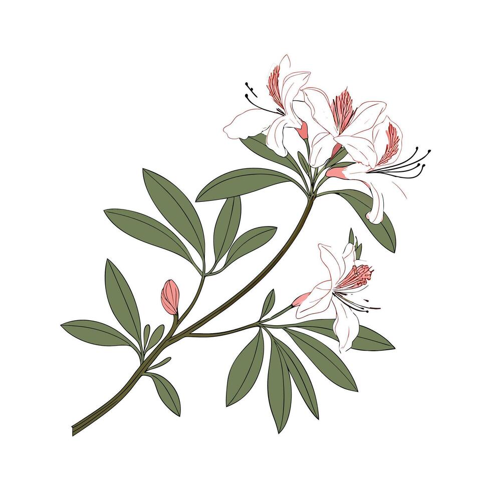 Exquisite Azalea Rhododendron Botanical Design vector
