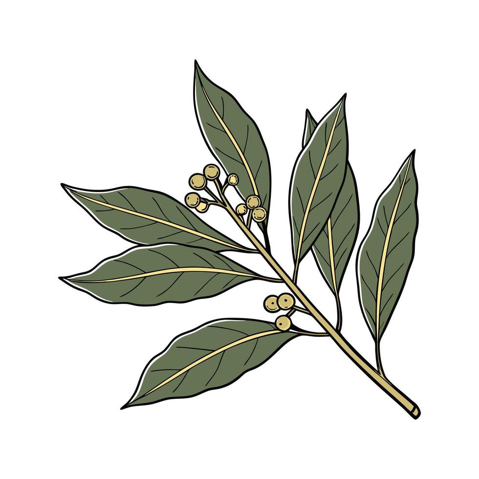 Elegant Bay Laurel Plant Illustration Design vector