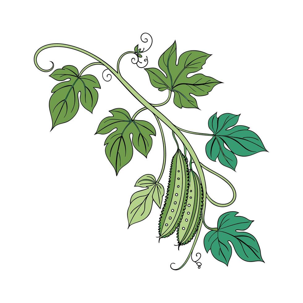 Stylish Bean Plant Unique Illustration vector