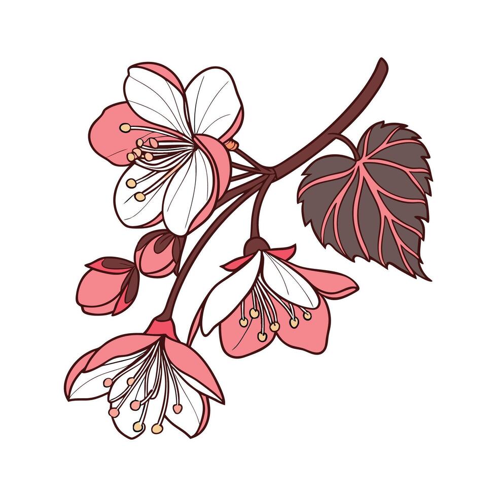Elegant Begonia Flower Illustration Design vector