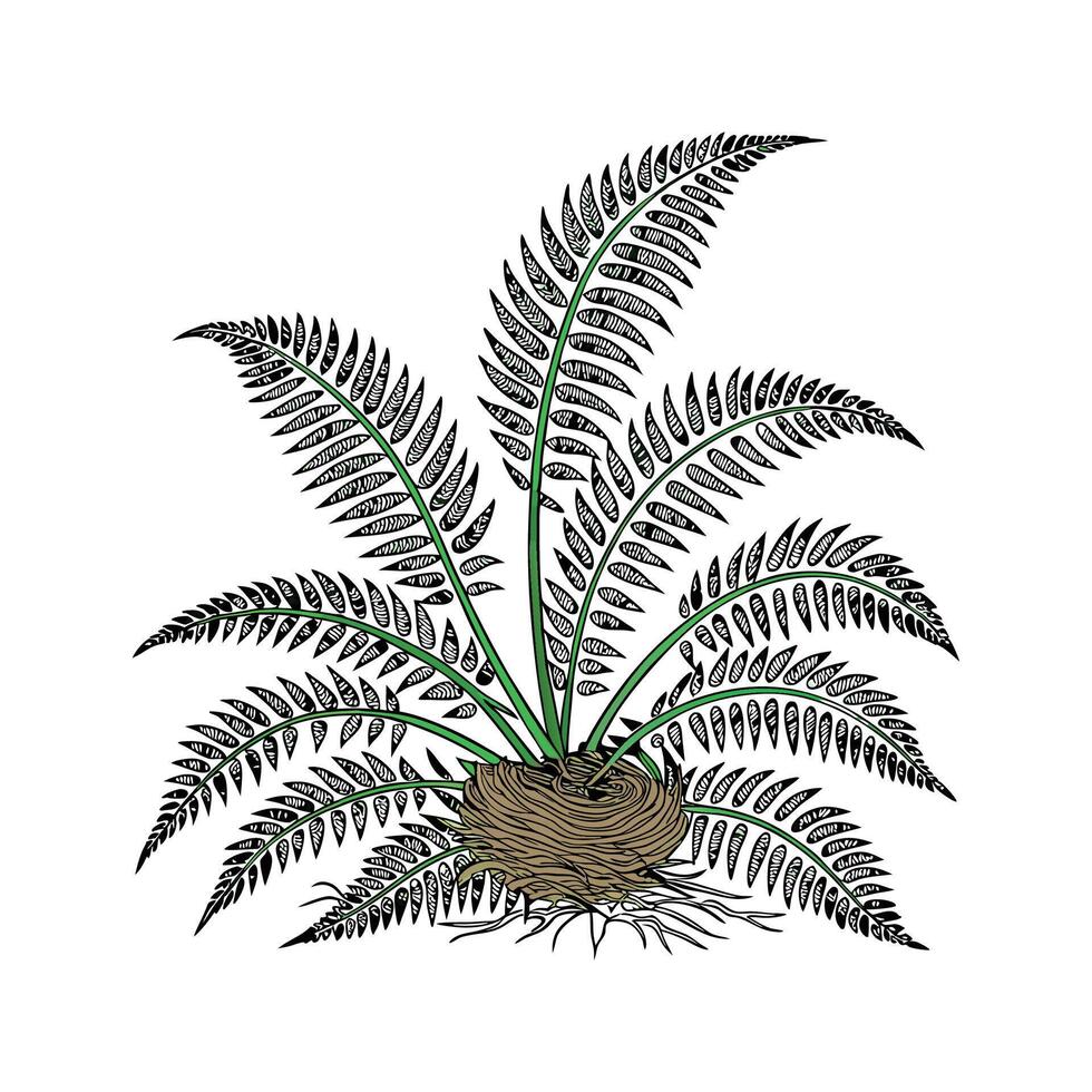 Creative Birds Nest Fern Botanical Illustration vector