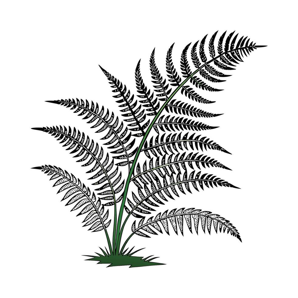 Stylish Birds Nest Fern Illustration Design vector