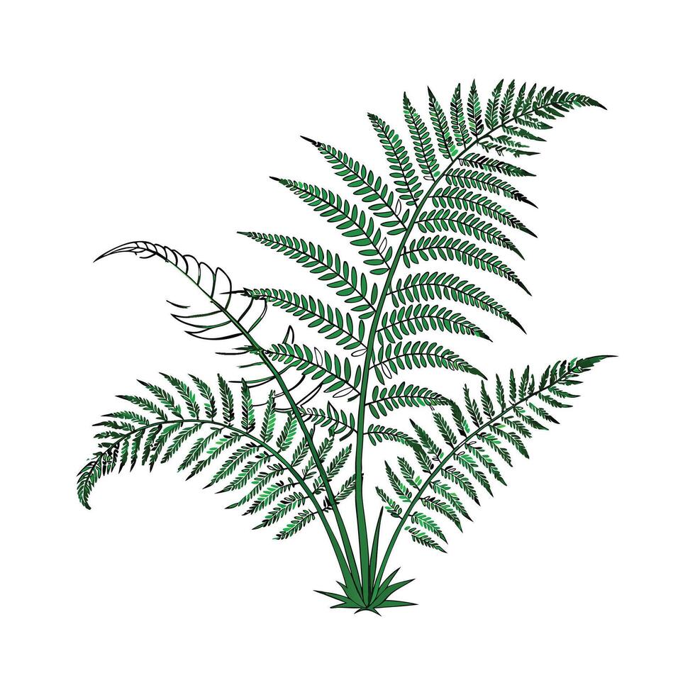 Elegant Birds Nest Fern Unique Plant Design vector
