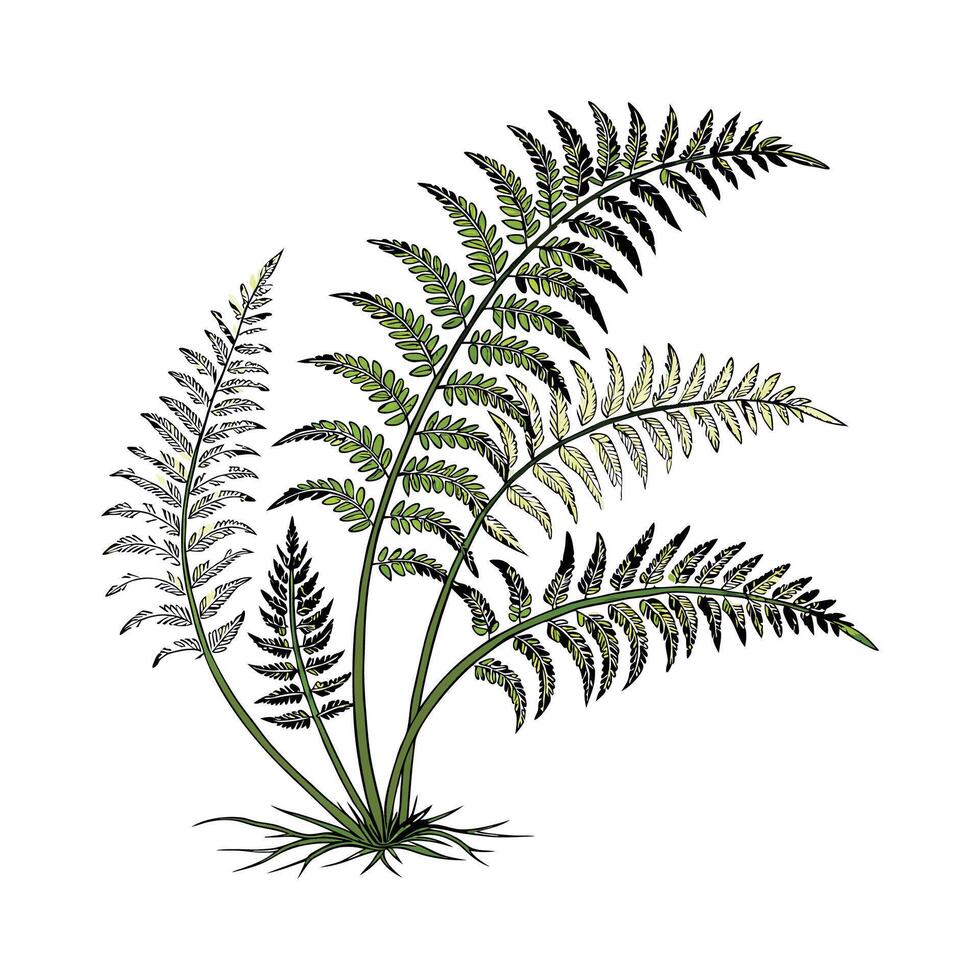 Stylish Boston Fern Botanical Illustration vector