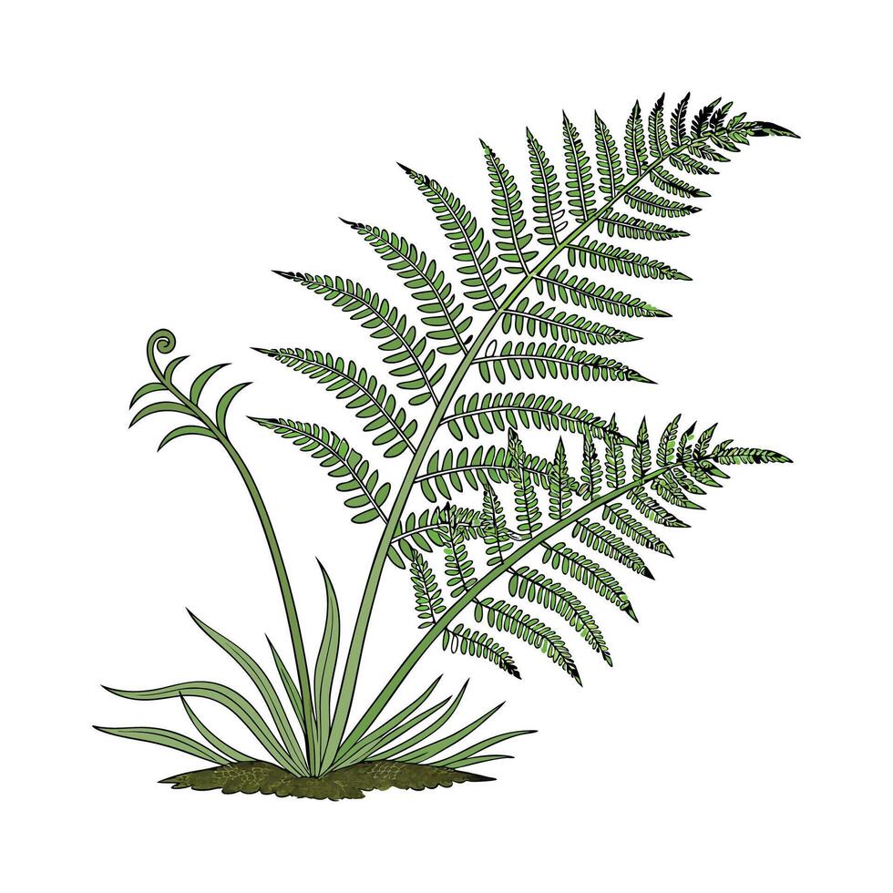Distinctive Boston Fern Illustration for Decor vector