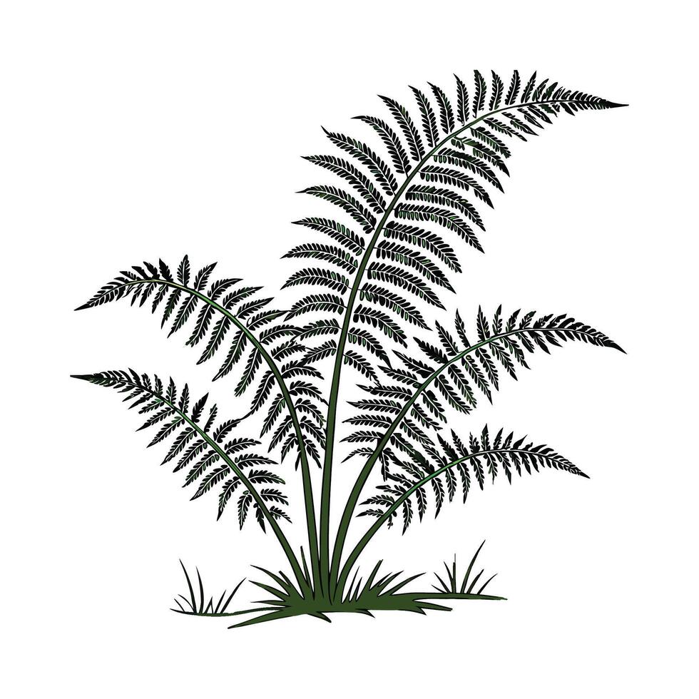 Lovely Boston Fern Plant Illustration vector