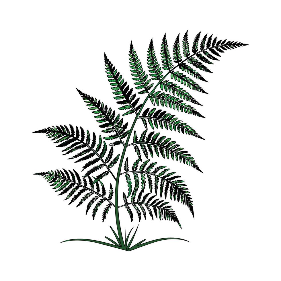 Lovely Boston Fern Unique Botanical Design vector