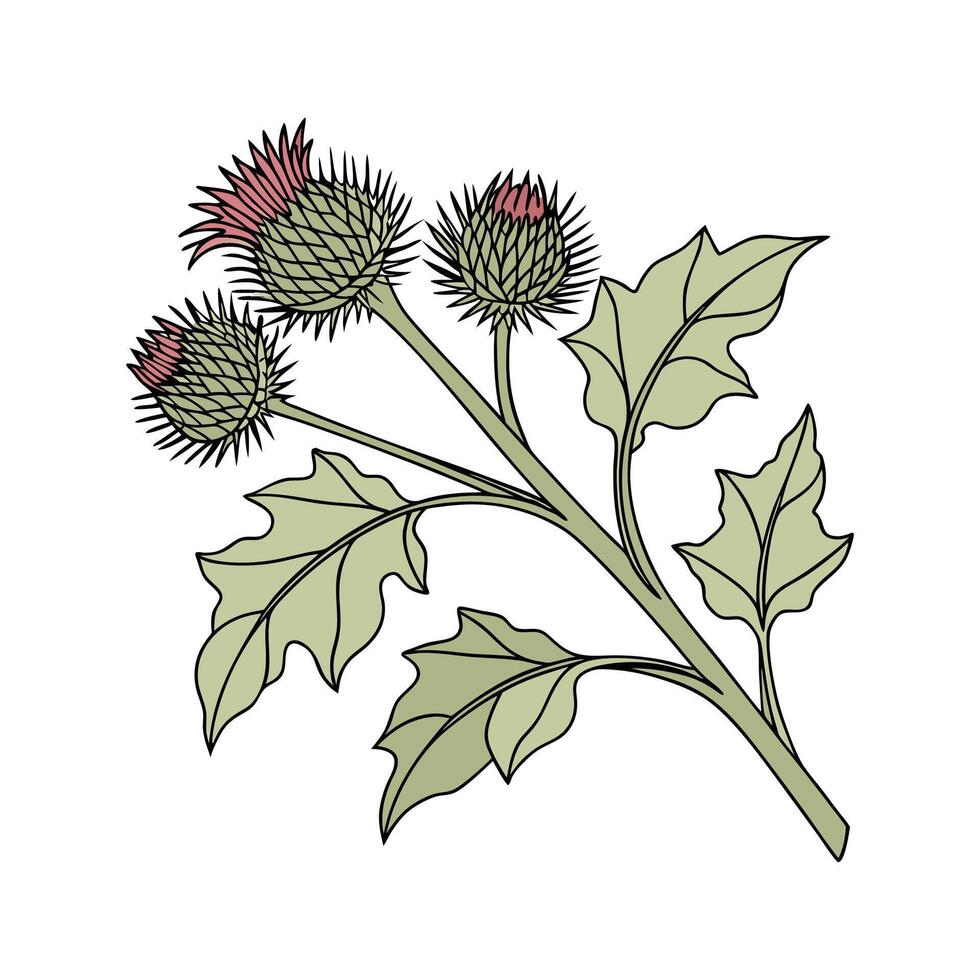 Unique Burdock Plant Illustration Design vector
