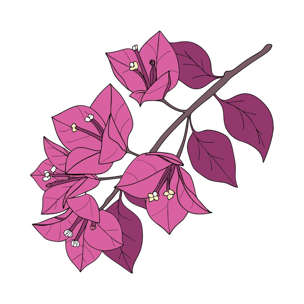Charming Bougainvillea Flower Illustration. vector
