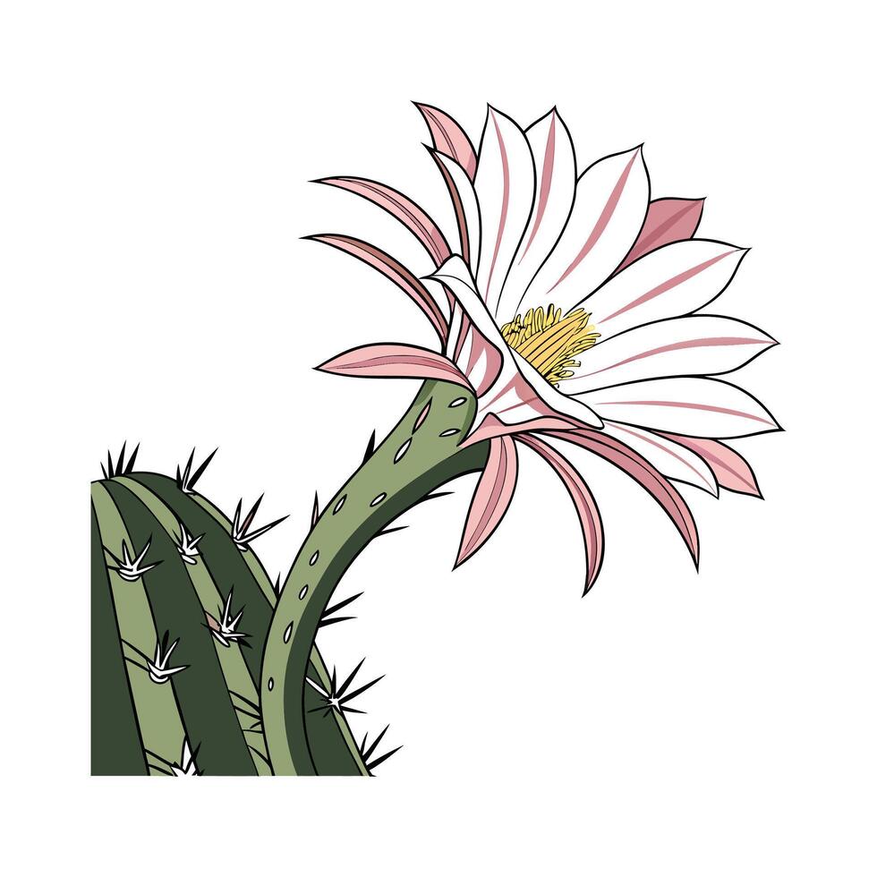 Beautiful Echinopsis Cactus Flower Illustration vector
