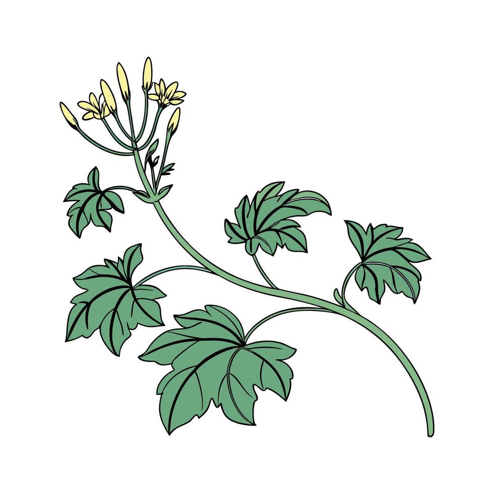 Distinctive Senecio Plant Unique Illustration vector