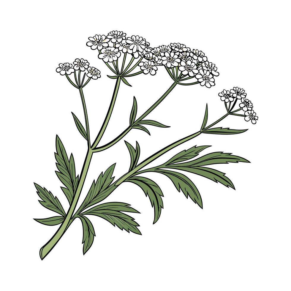 Lovely Candytuft Flower Botanical Illustration vector