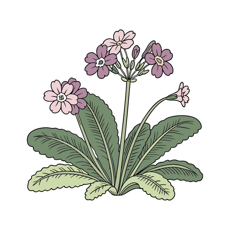 Elegant Cape Primrose Flower Illustration vector