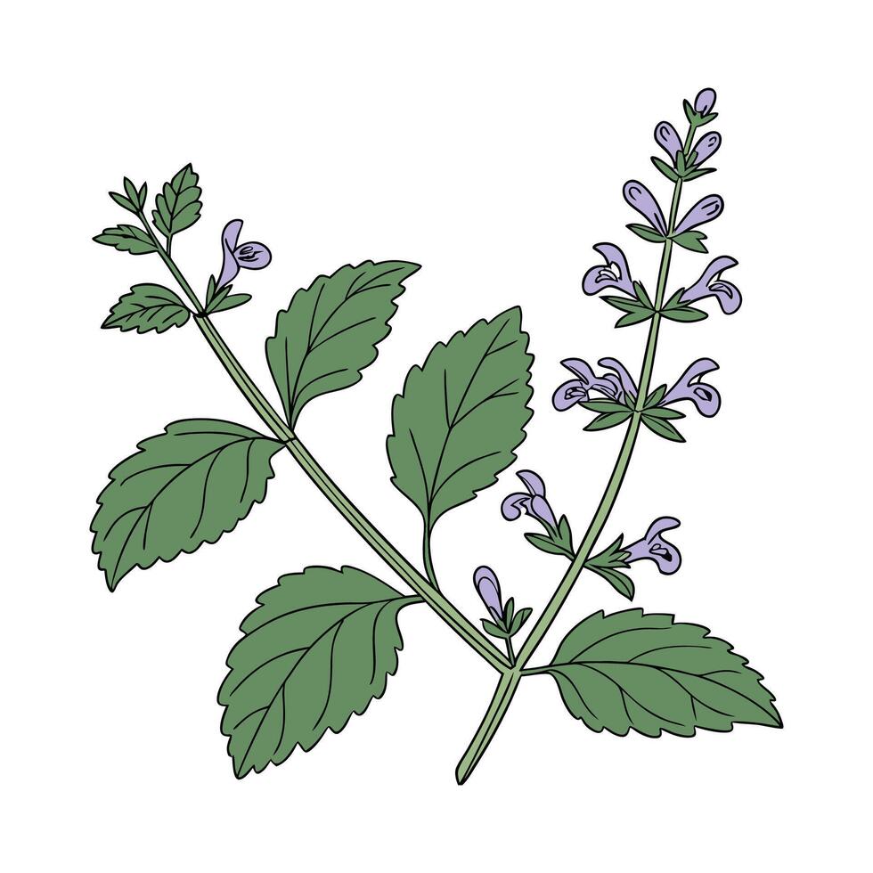 Elegant Catmint Plant Unique Design vector