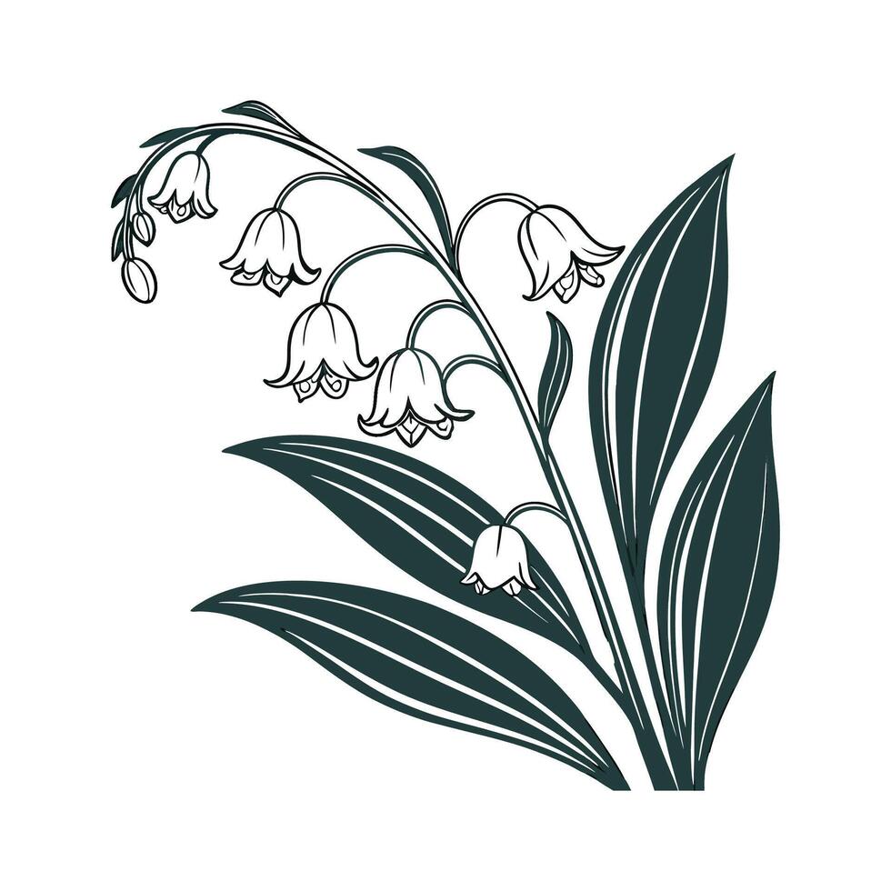 Charming Cast Iron Plant Botanical Illustration vector