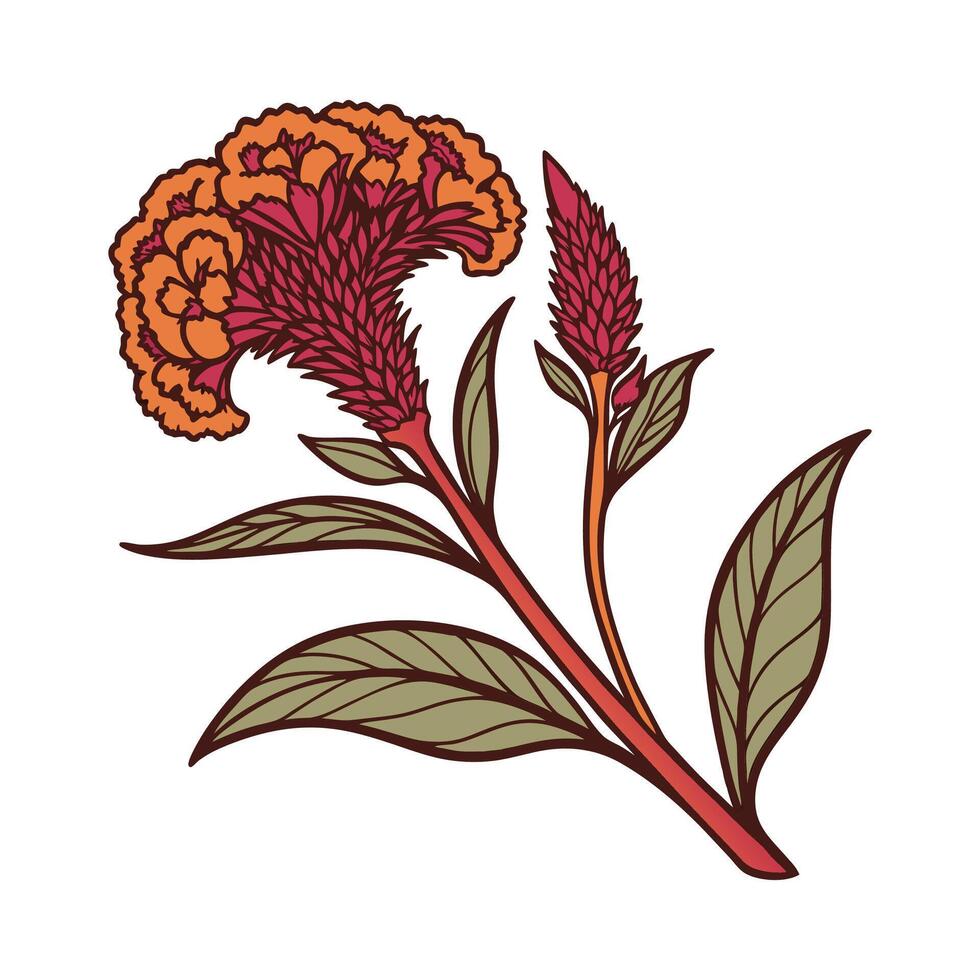 Distinctive Celosia Cockscomb Flower Illustration vector