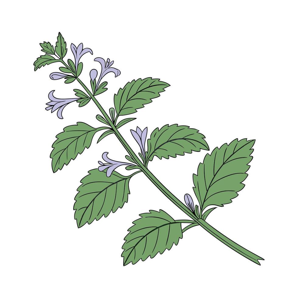 Charming Catmint Nepeta Plant Illustration vector
