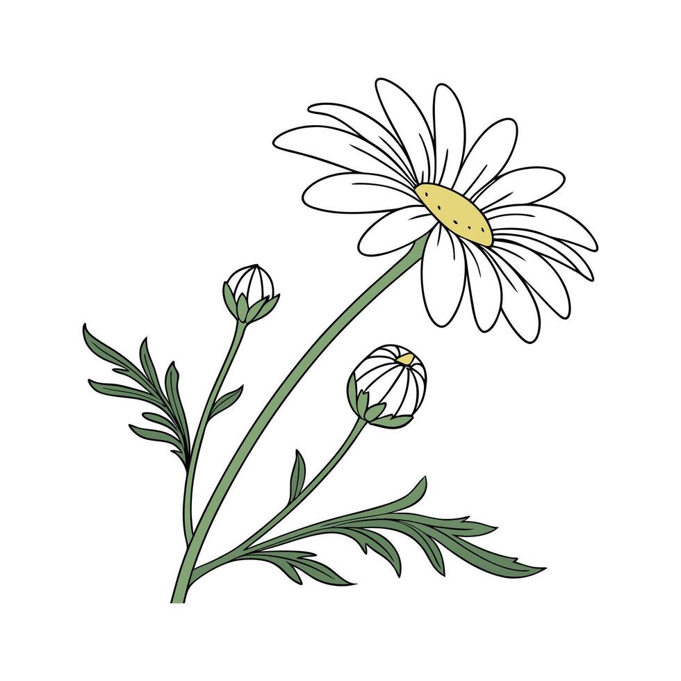 Lovely Chamomile Flower Illustration Design vector