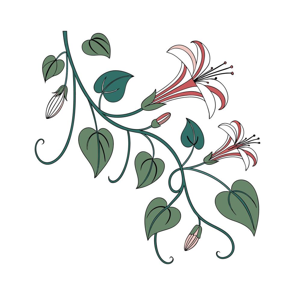 Elegant Ceropegia Plant Illustration Design vector