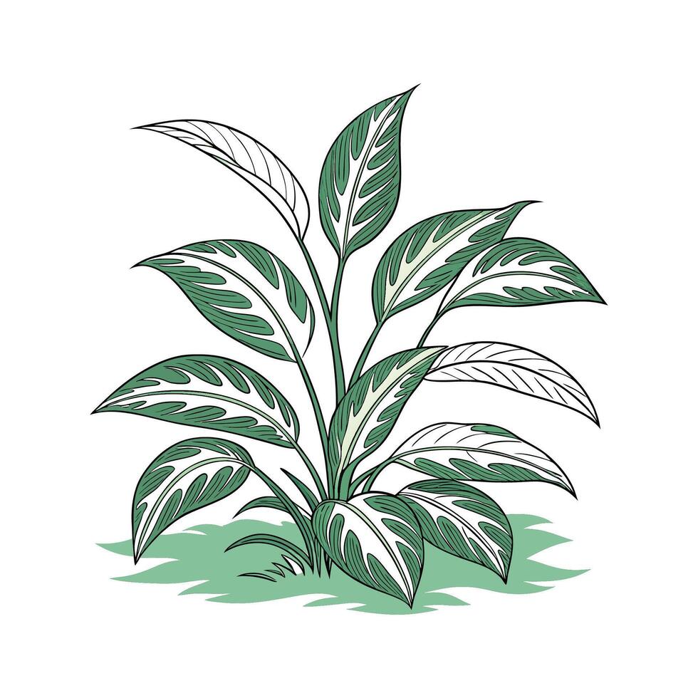 Elegant Chinese Evergreen Botanical Design vector