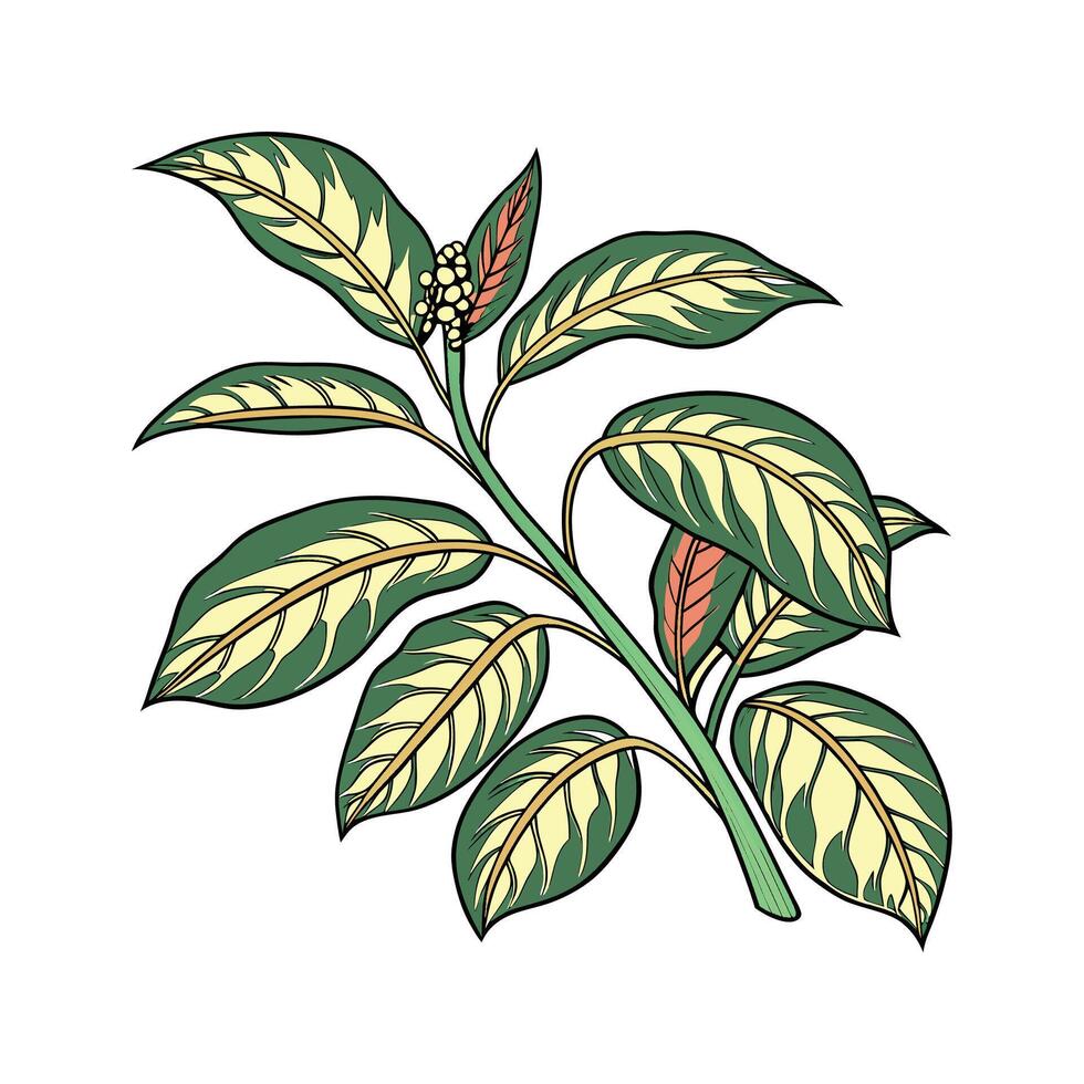 Distinctive Chinese Evergreen Plant Design vector