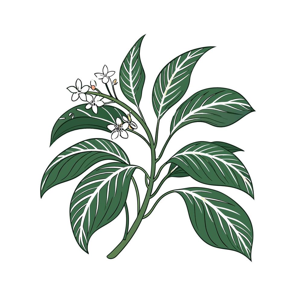 Beautiful Chinese Evergreen Plant Illustration vector