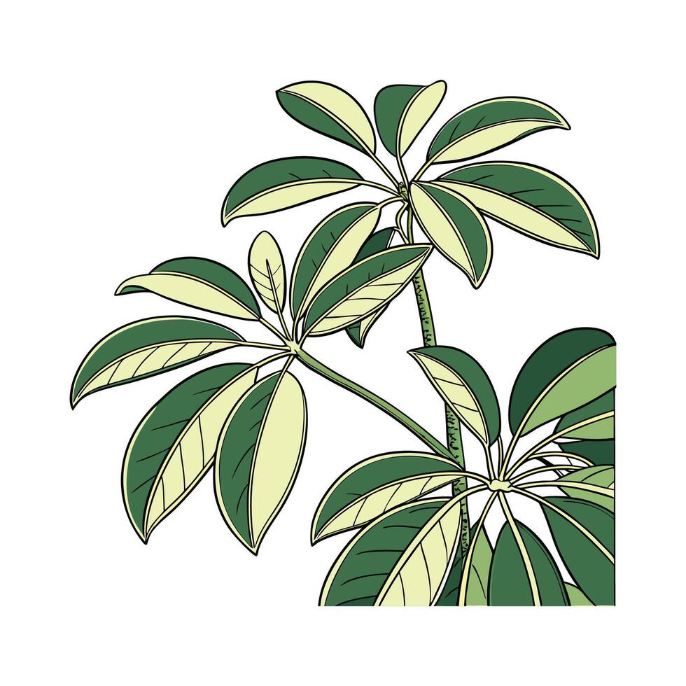 Stylish Chinese Evergreen Unique Botanical Design vector