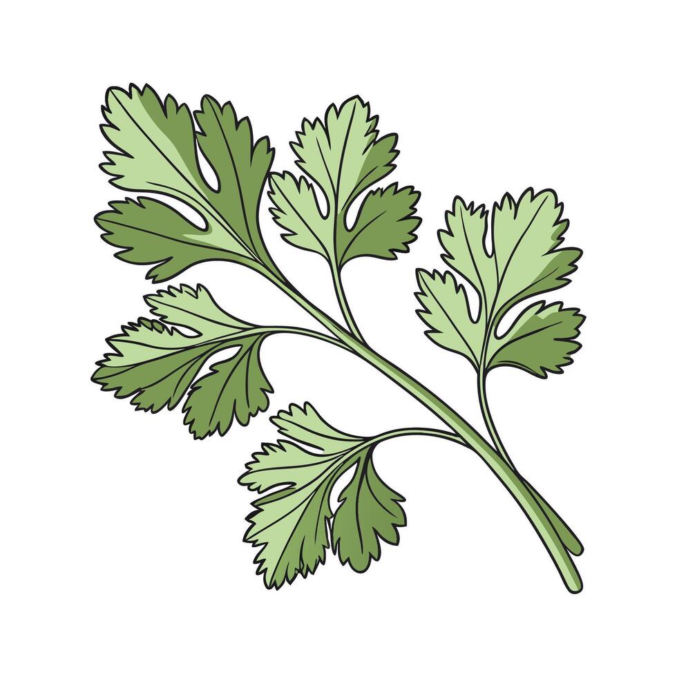 Distinctive Cilantro Plant Illustration Design vector
