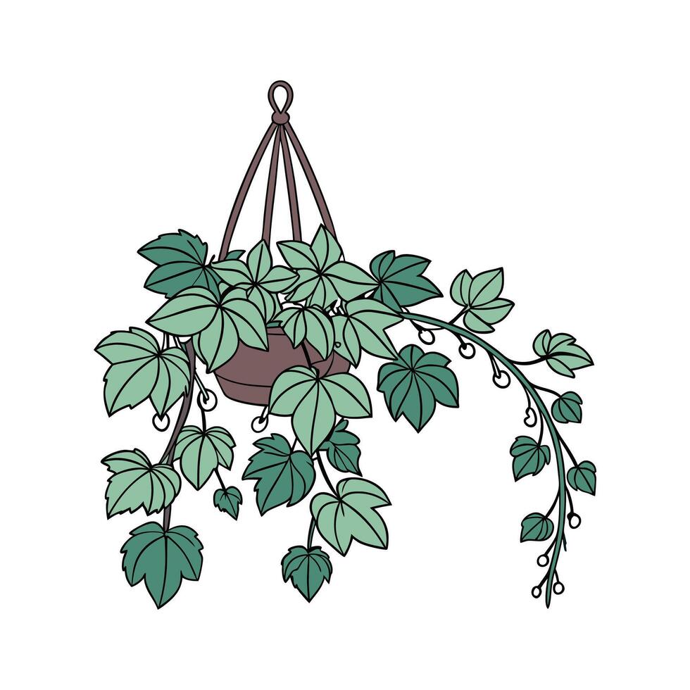 Elegant Cissus Plant Unique Illustration vector
