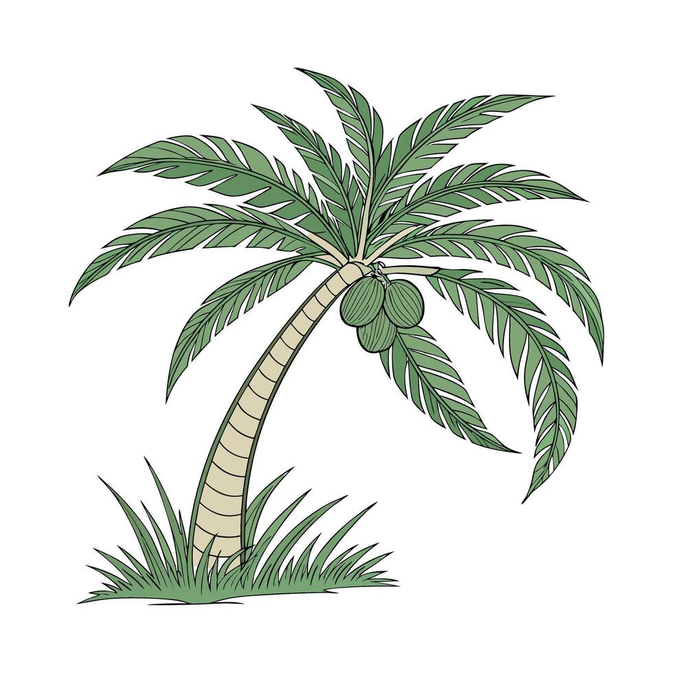 Charming Coconut Palm Plant Illustration. vector