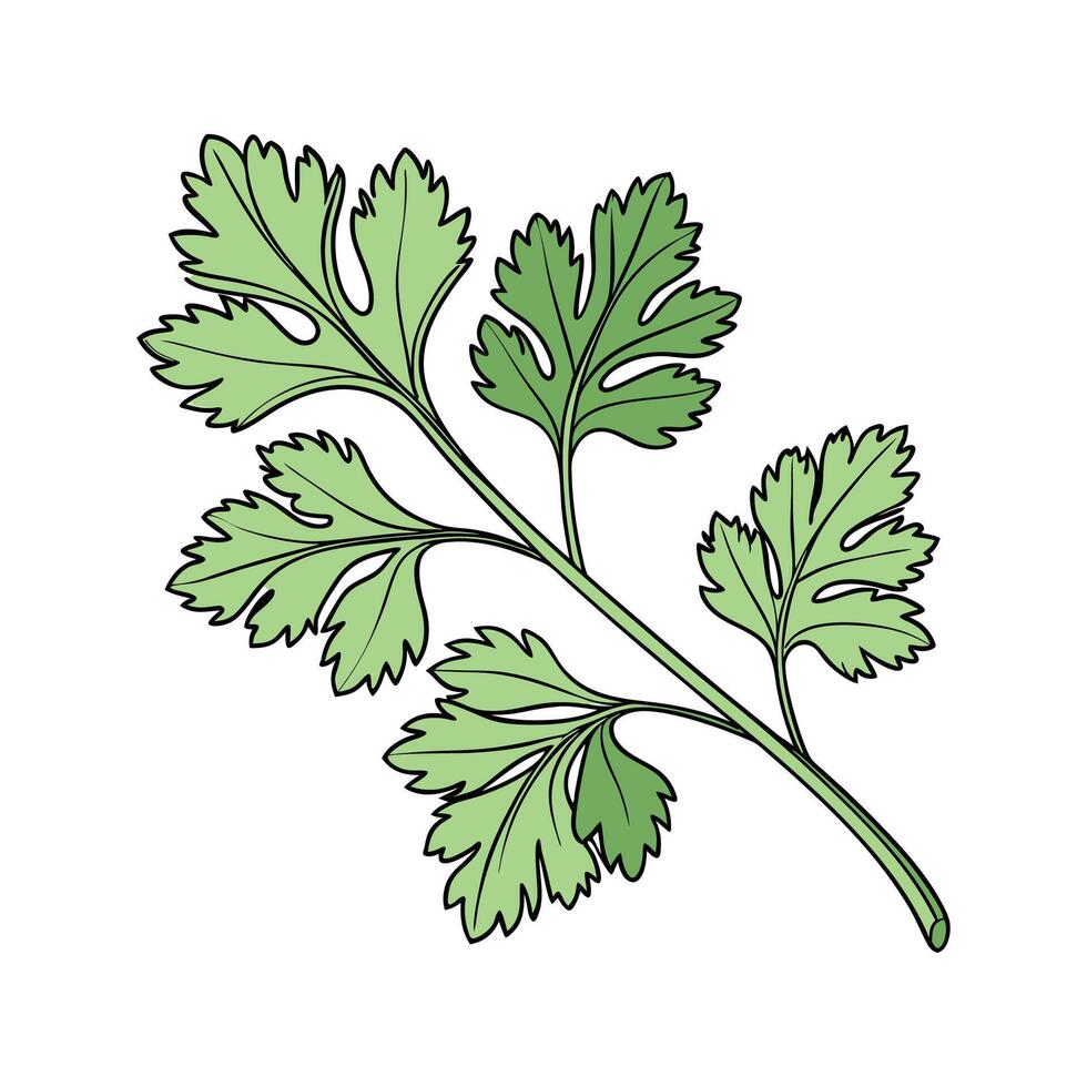 Charming Cilantro Plant Illustration vector