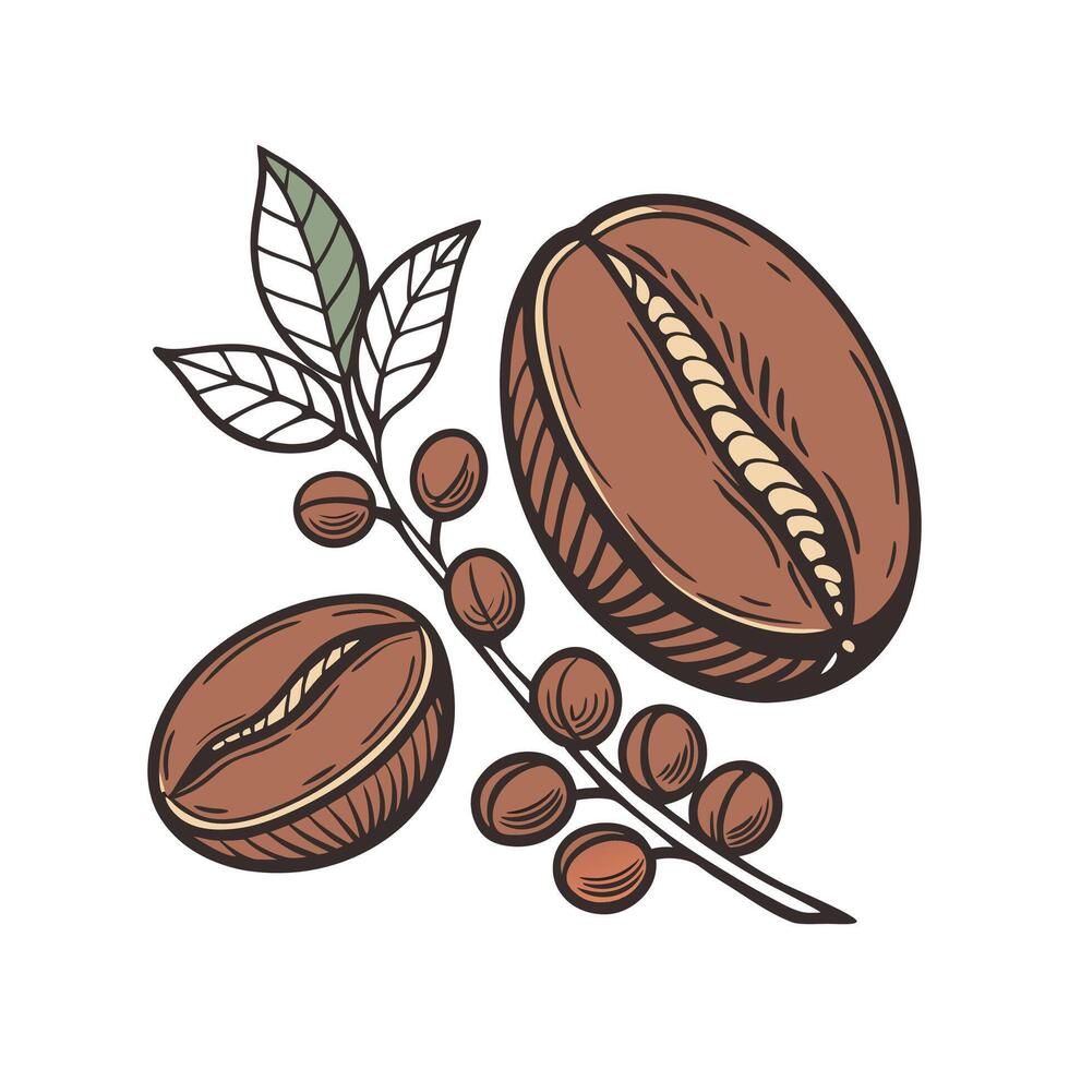 Charming Coffee Arabica Plant Illustration. vector