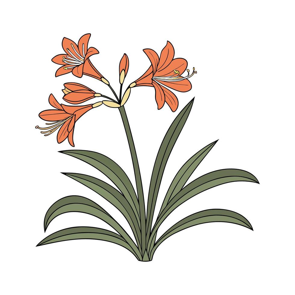 Beautiful Clivia Plant Illustration vector