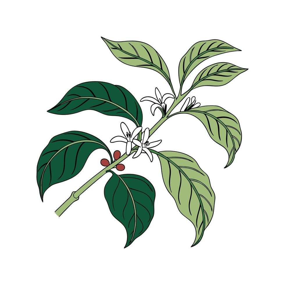 Elegant Coffee Plant Unique Botanical Design vector