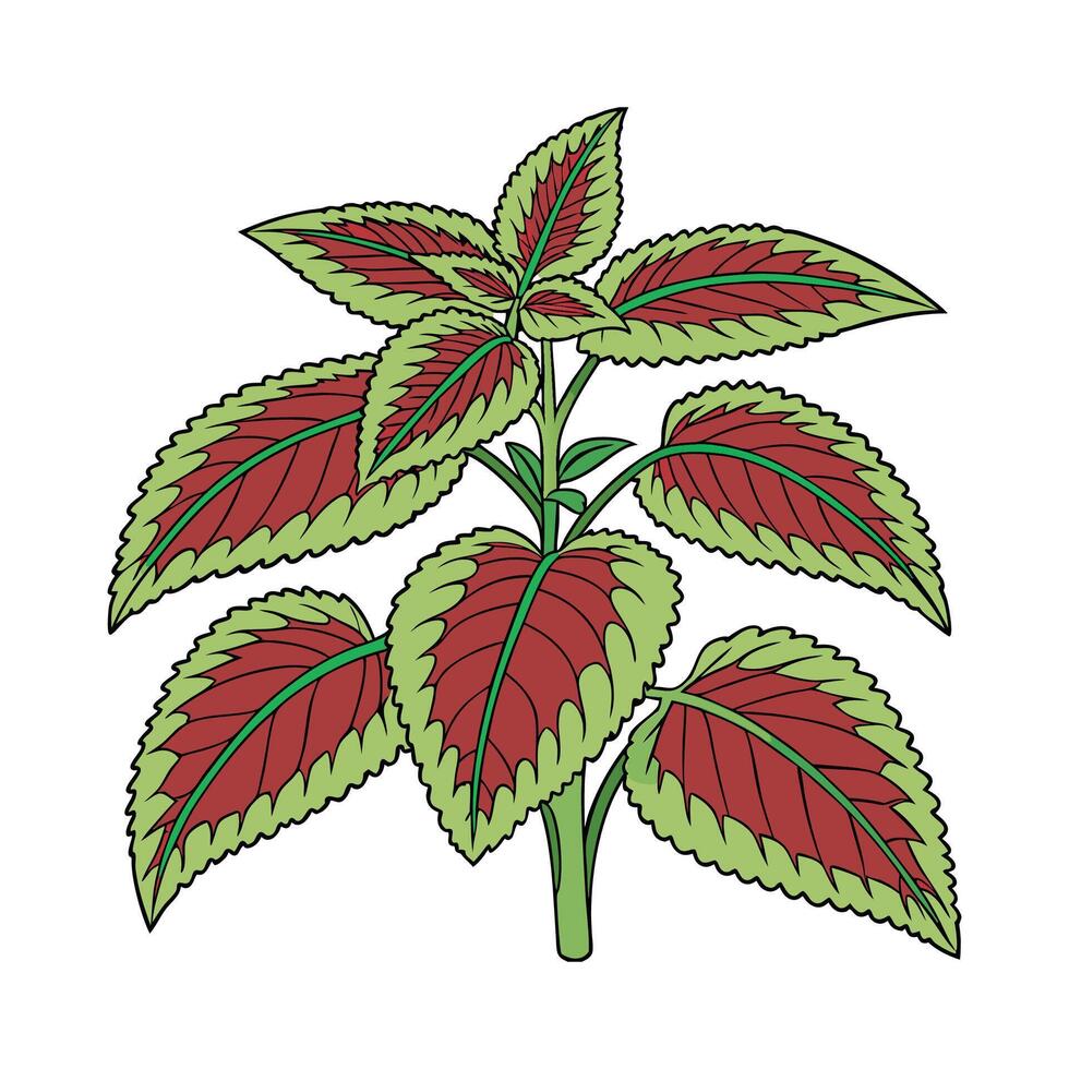 Beautiful Coleus Plant Illustration vector