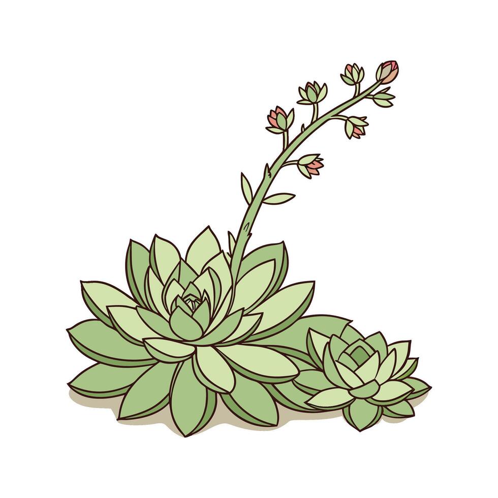 Stylish Common Houseleek Plant Design vector