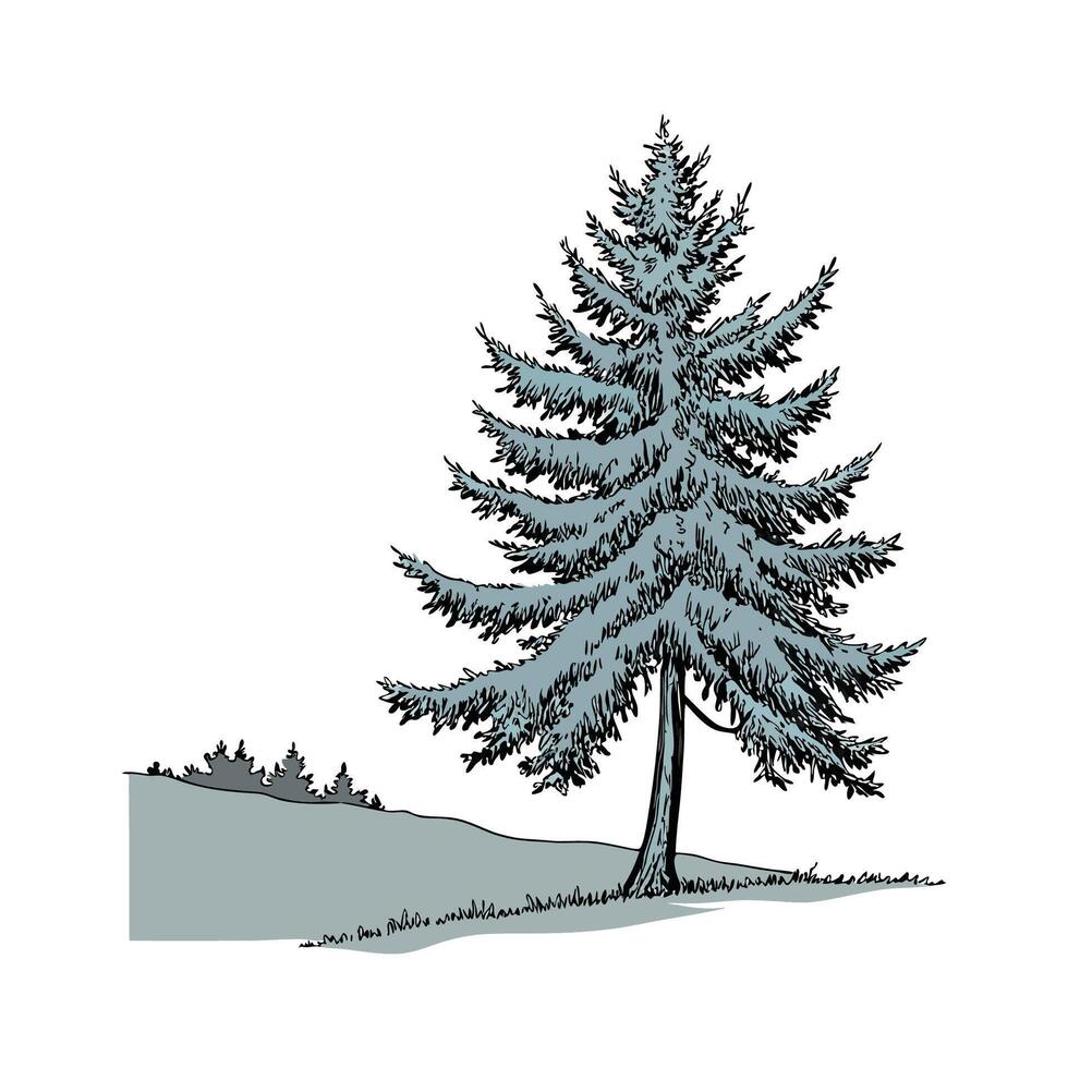 Charming Colorado Blue Spruce Illustration vector