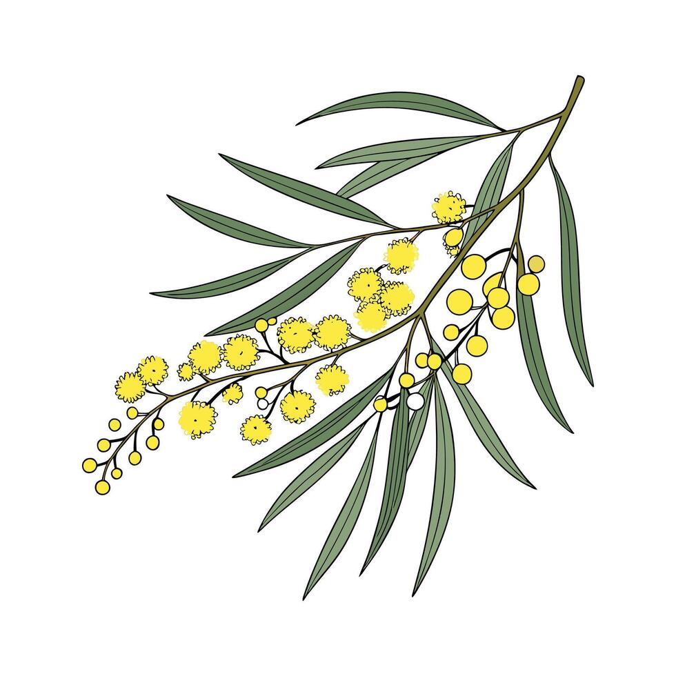 Charming Cootamundra Wattle Acacia Baileyana Illustration vector