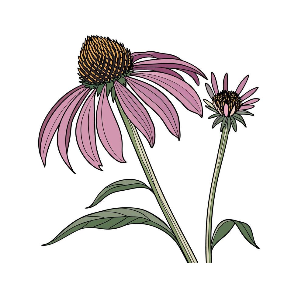 Beautiful Coneflower Unique Illustration vector