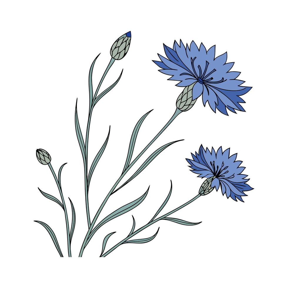 Charming Cornflower Plant Illustration. vector