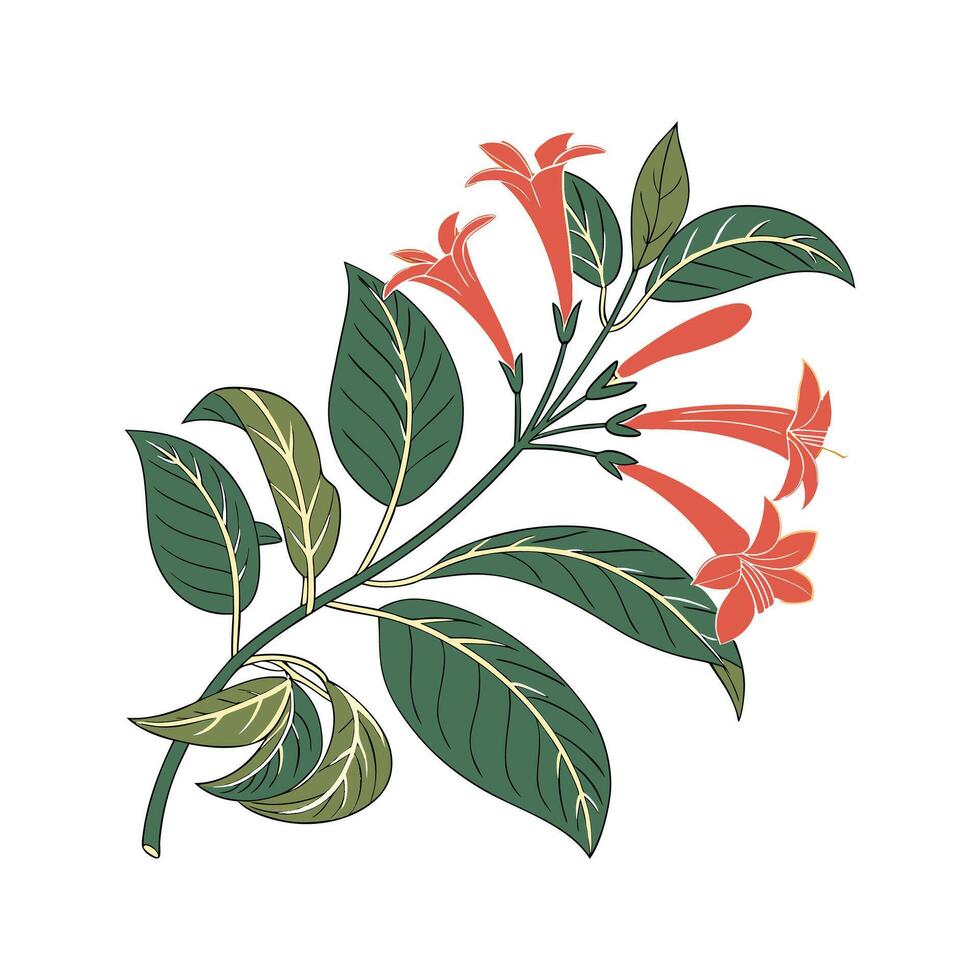 Distinctive Columnea Plant Illustration vector