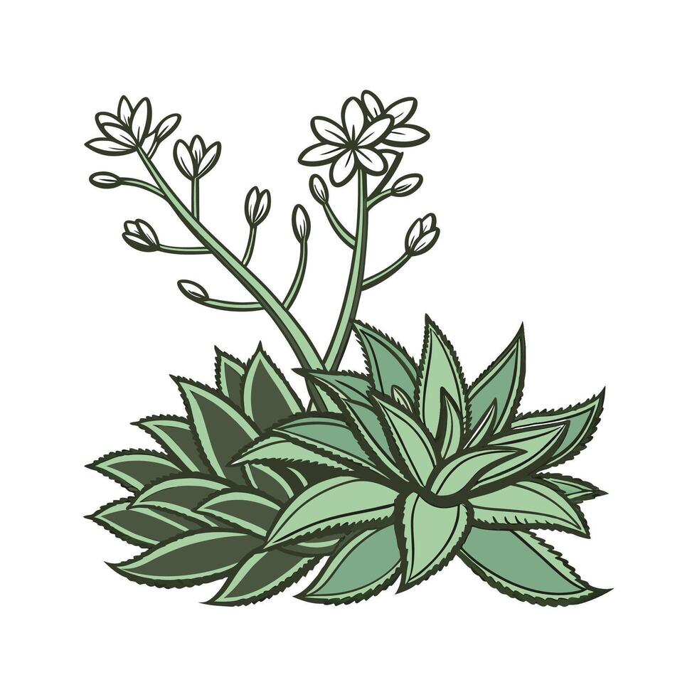 Elegant Crassula Plant Unique Illustration vector