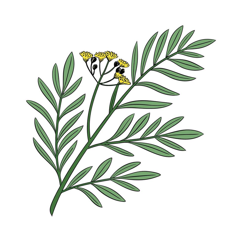 Unique Curry Plant Illustration Design vector