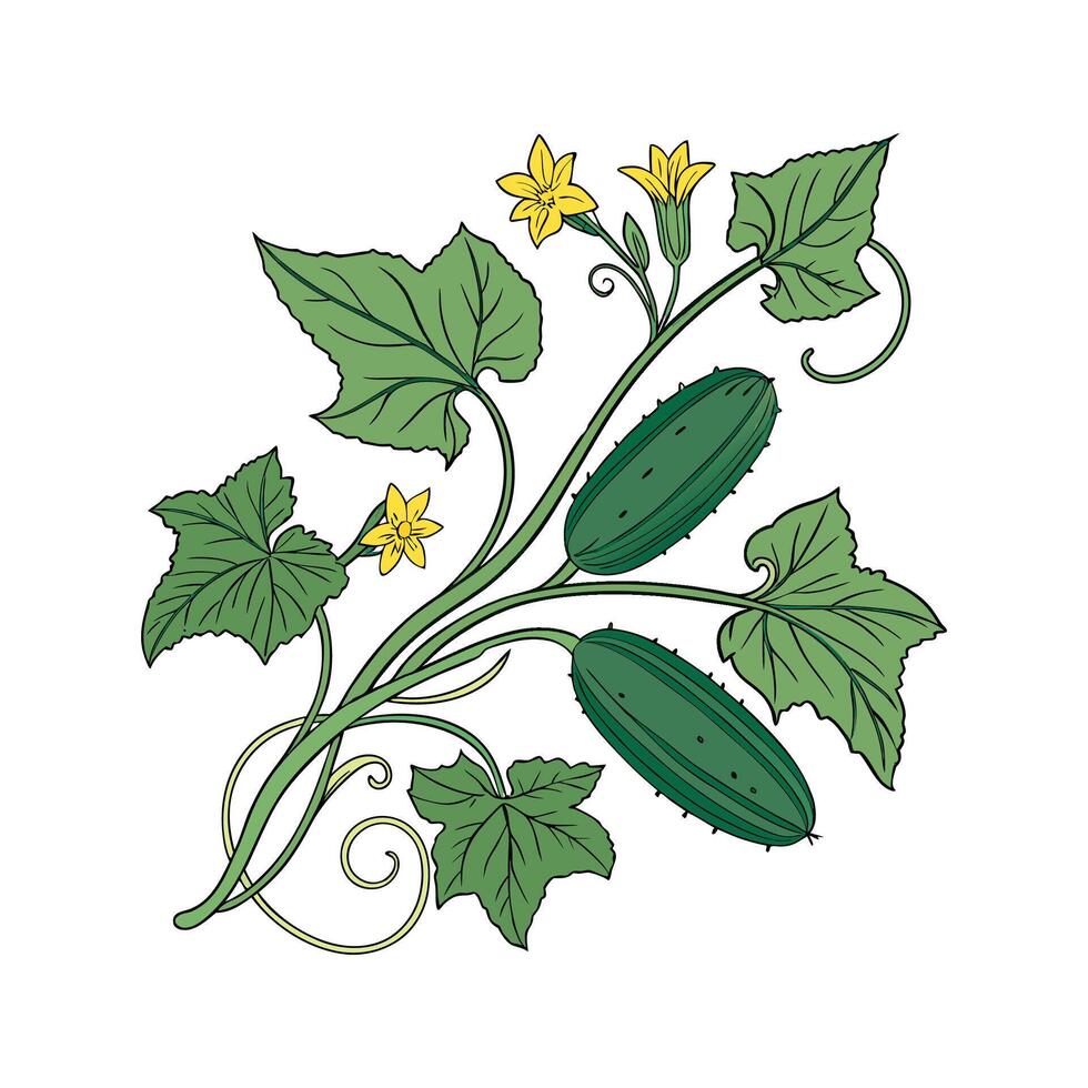 Elegant Cucumber Plant Unique Design vector