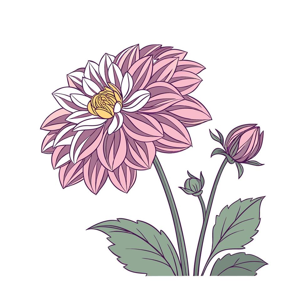 Stylish Dahlia Dahlia Pinnata Unique Illustration vector