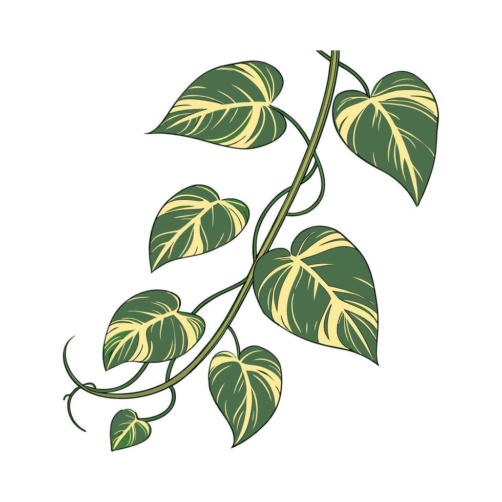 Elegant Devils Ivy Plant Illustration vector