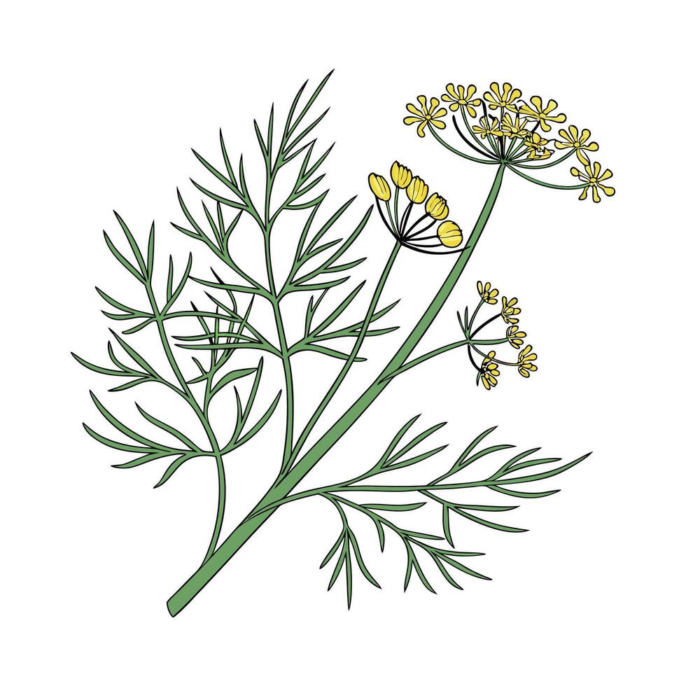 Charming Dill Anethum Graveolens Plant Design vector