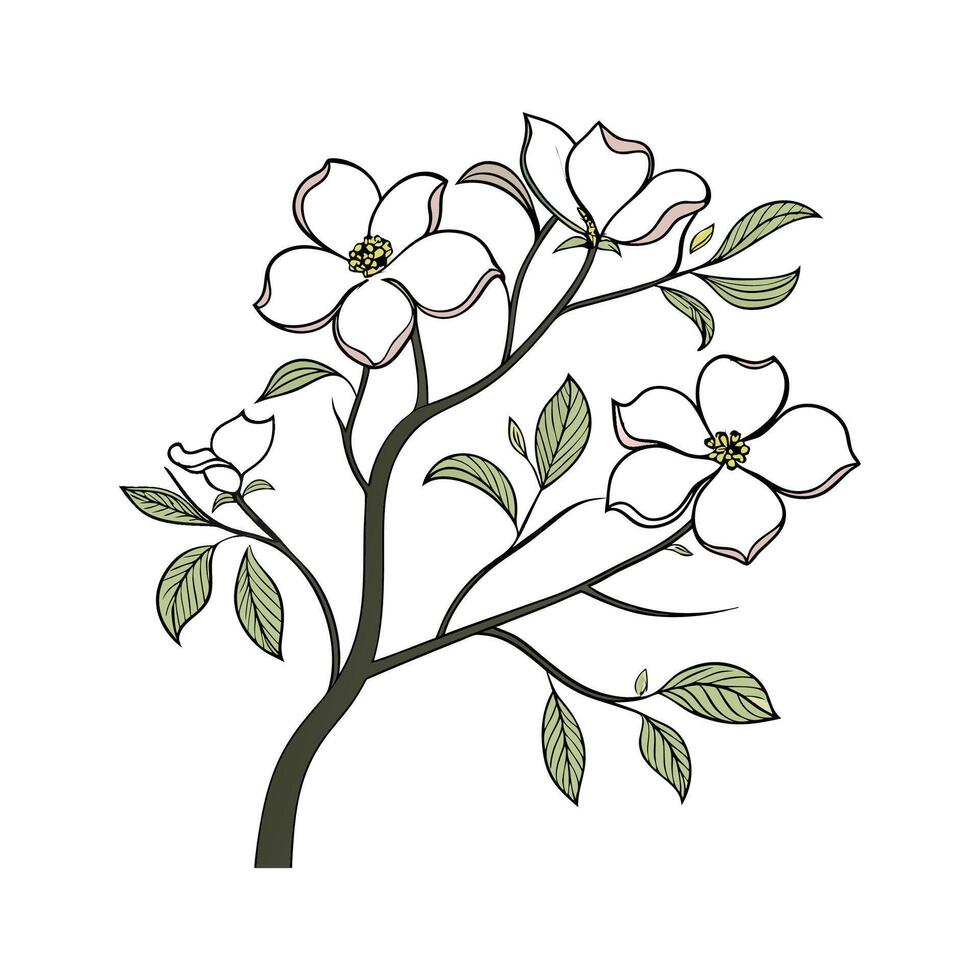 Distinctive Dogwood Plant Illustration vector